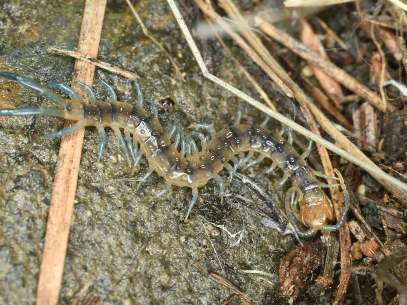 Scolopendra polymorpha