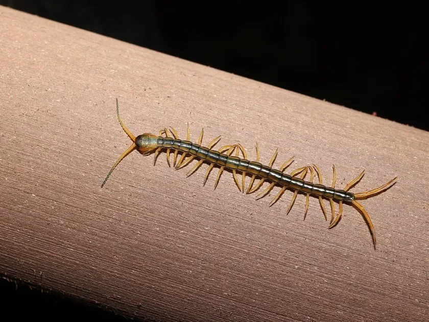 Centipede
