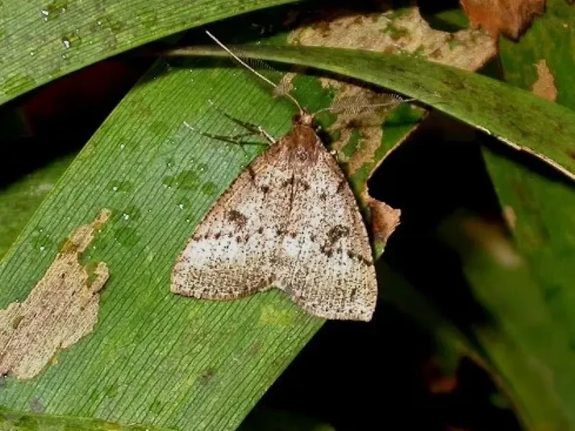 Scotorythra paludicola