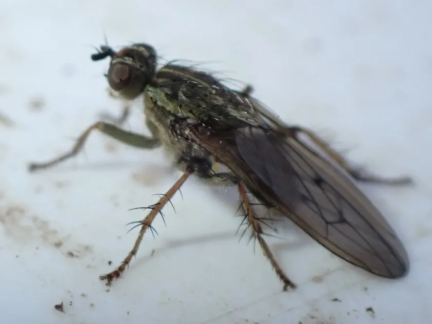 Dung fly
