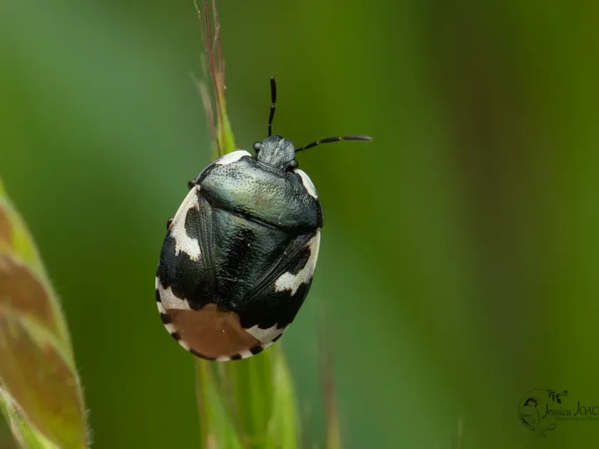 Pied shieldbug
