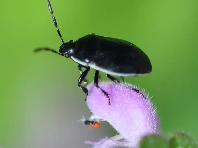 Shield bug