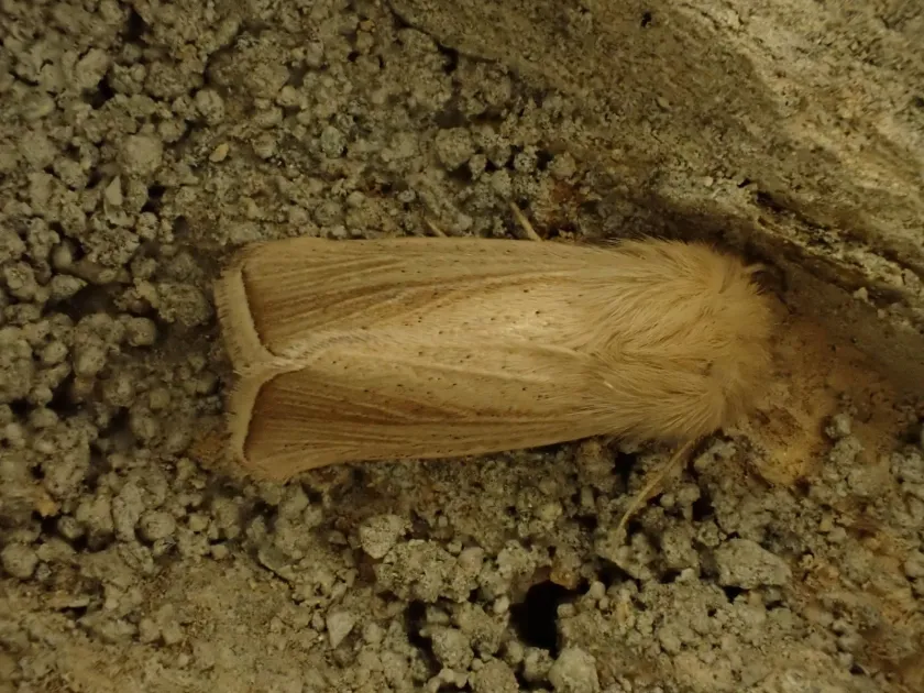 Pink stem borer (genus Sesamia)