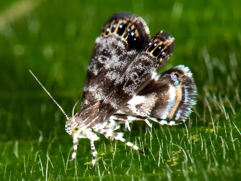 Choreutis hyligenes