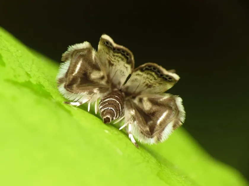 Choreutis tigroides
