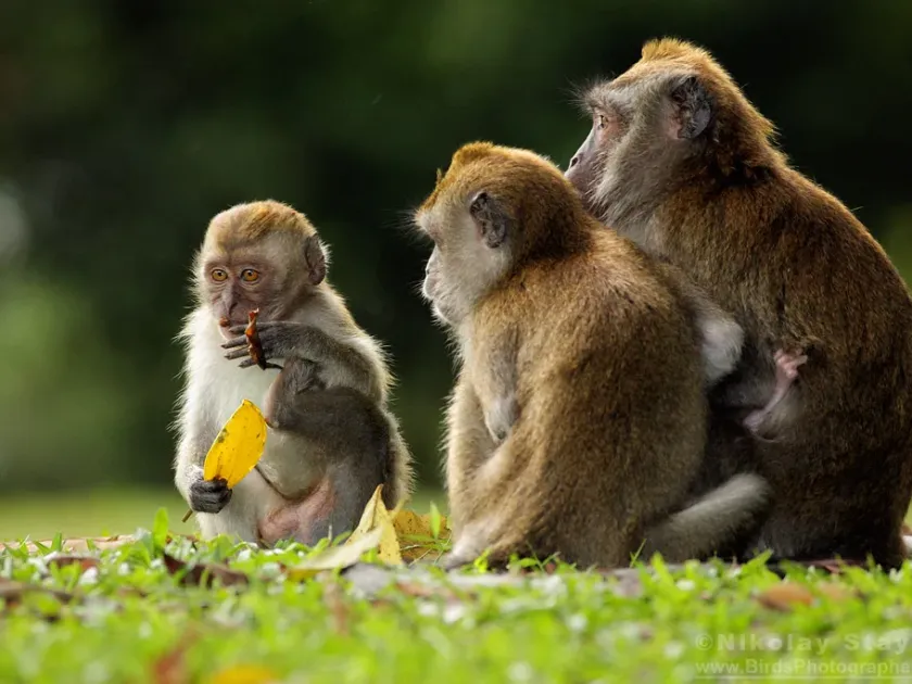 Macaque