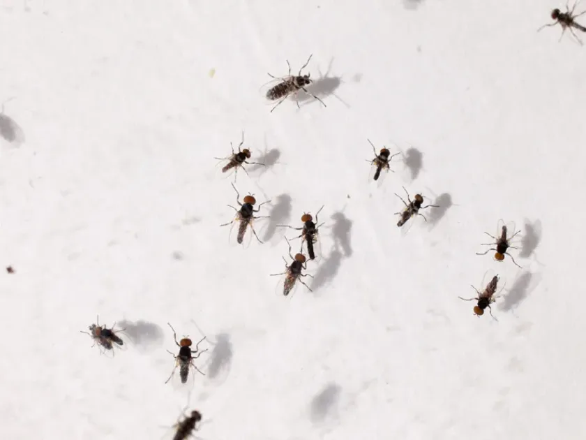Black fly