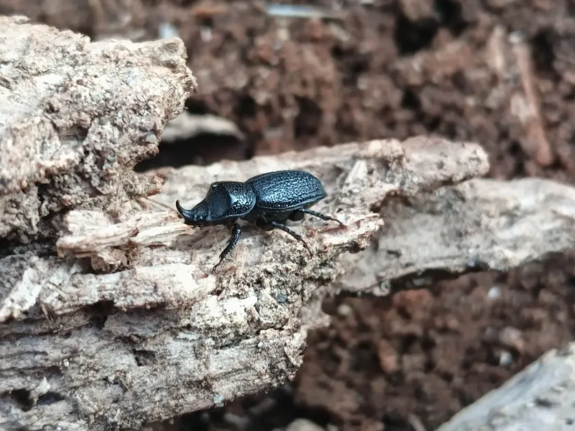 Lesser stag beetle