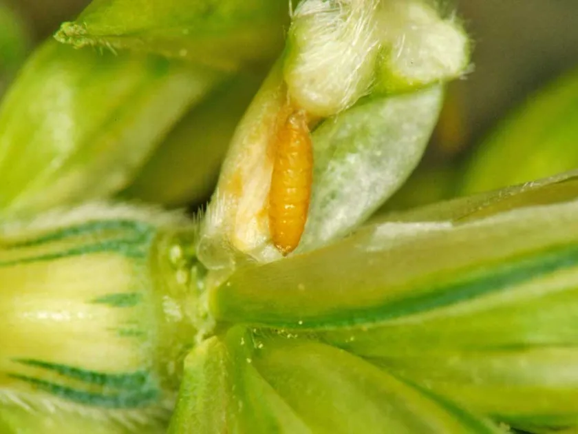 Orange wheat blossom midge