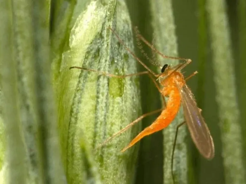 Wheat blossom midge
