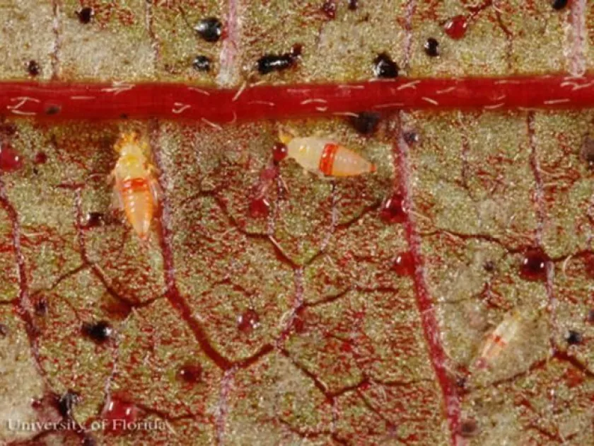 Red-banded thrips