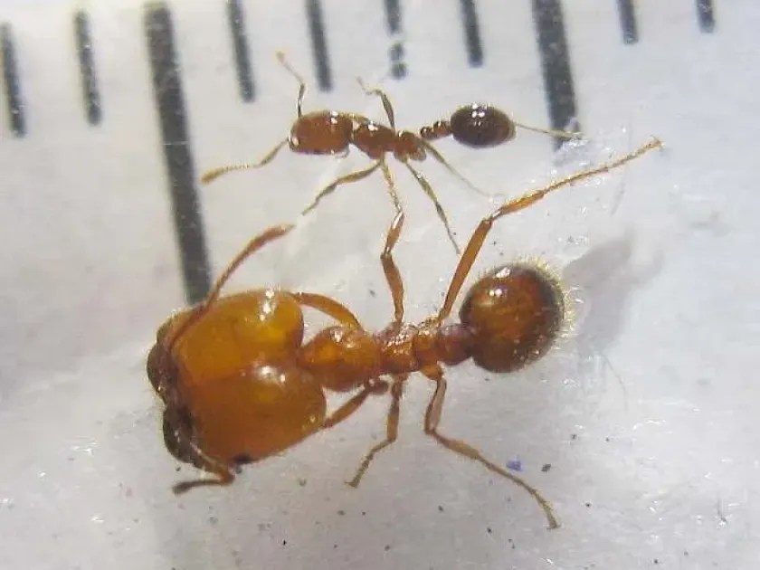 Tropical fire ant