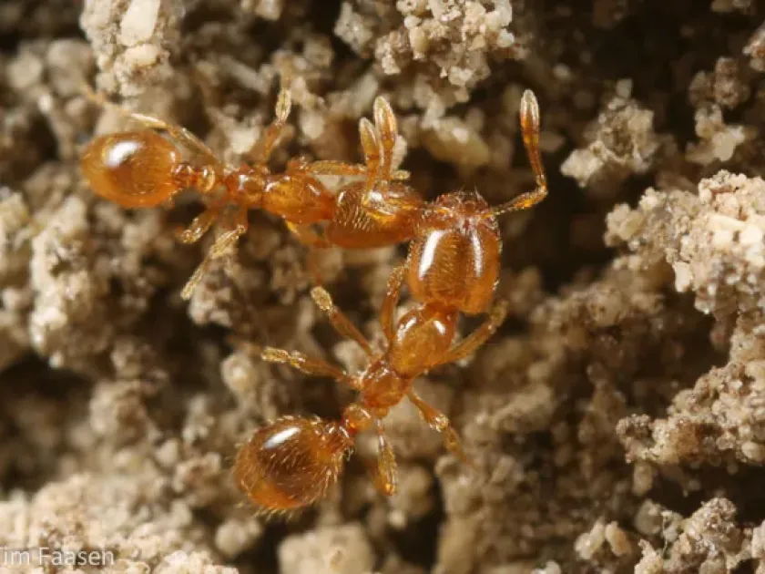 Thief ant Pylades