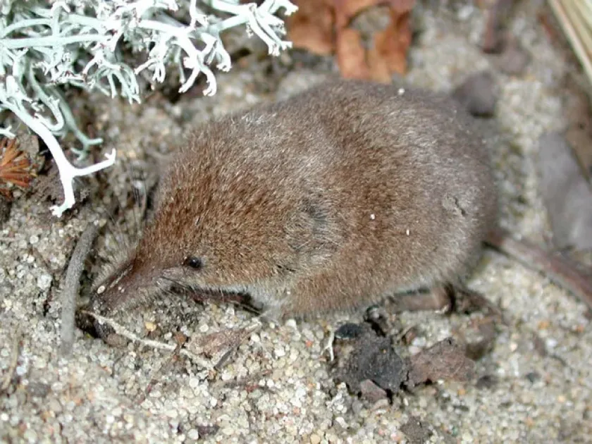 Masked shrew