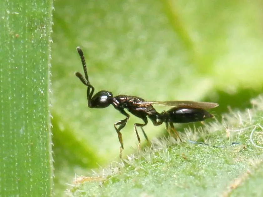 Spalangia drosophilae