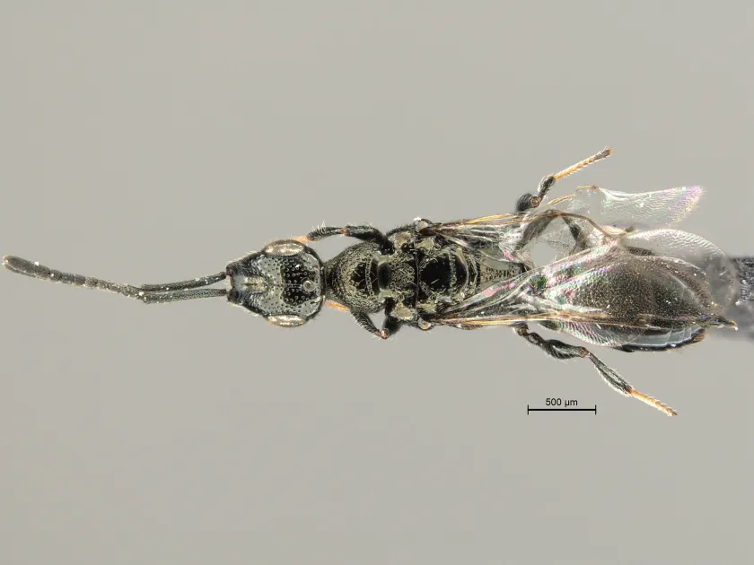 Spalangia nigroaenea