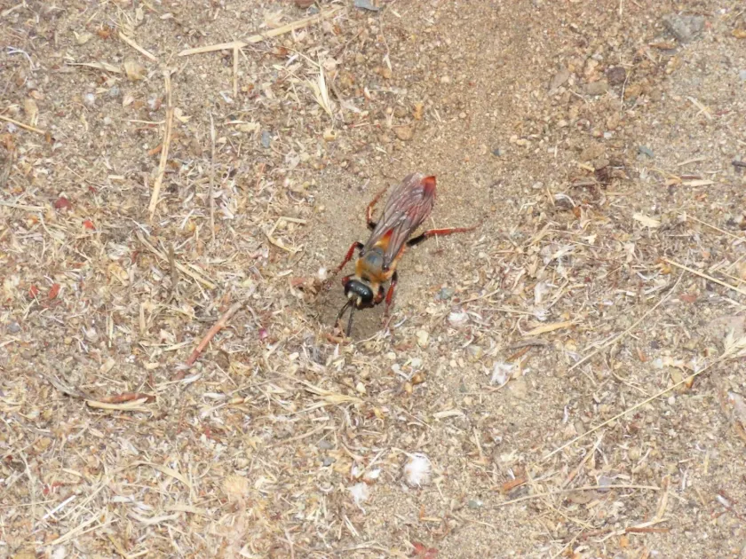Digger wasps