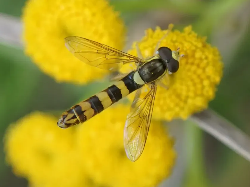 Sphaerophoria flavicauda