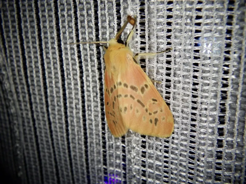 Lemyra flammeola