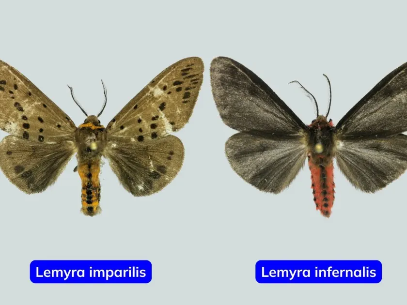 Лемира неравная