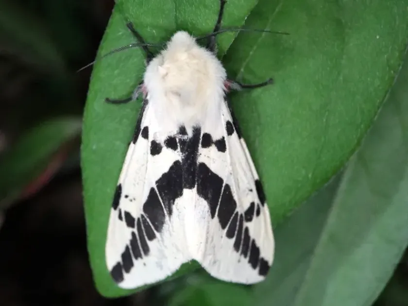 Oblique tiger moth