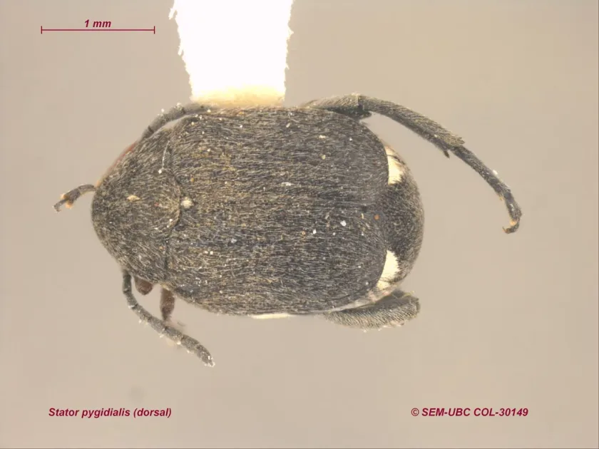 Stator pygidialis
