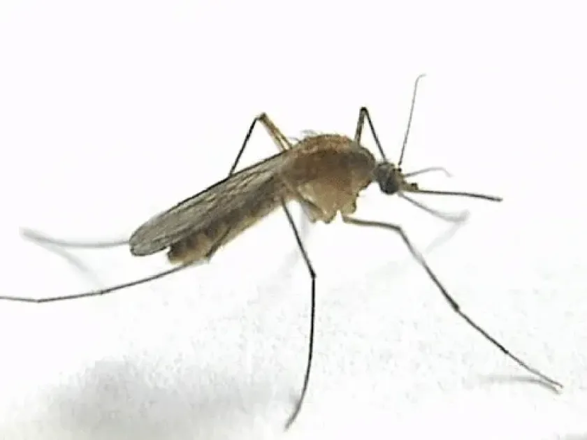 Panicum midge