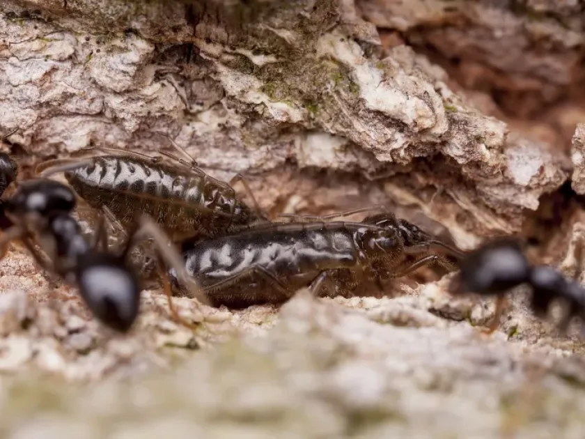 Giant oak aphid