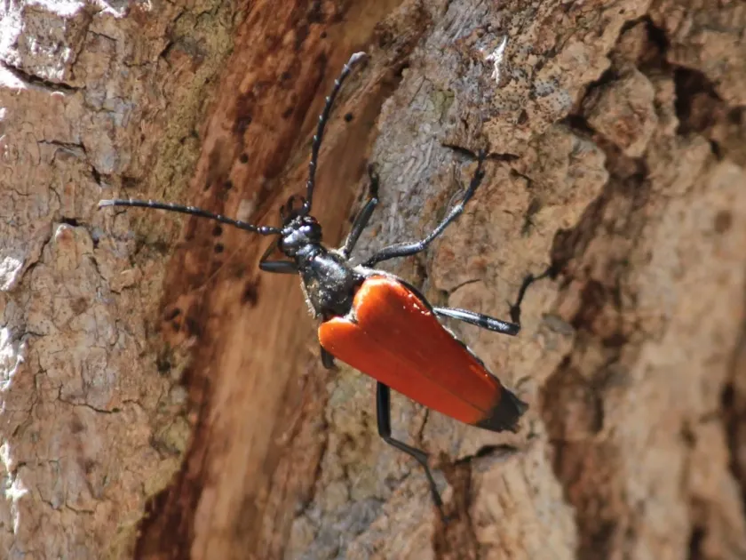 Leptura emarginata