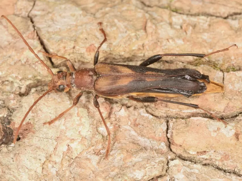 Bellamira scalaris