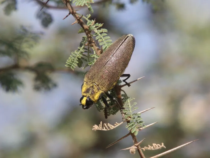Златка рода Steraspis