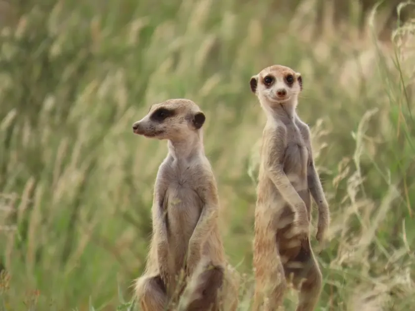 Meerkat