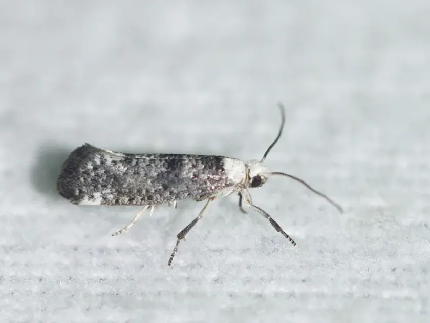 Swammerdamia caesiella