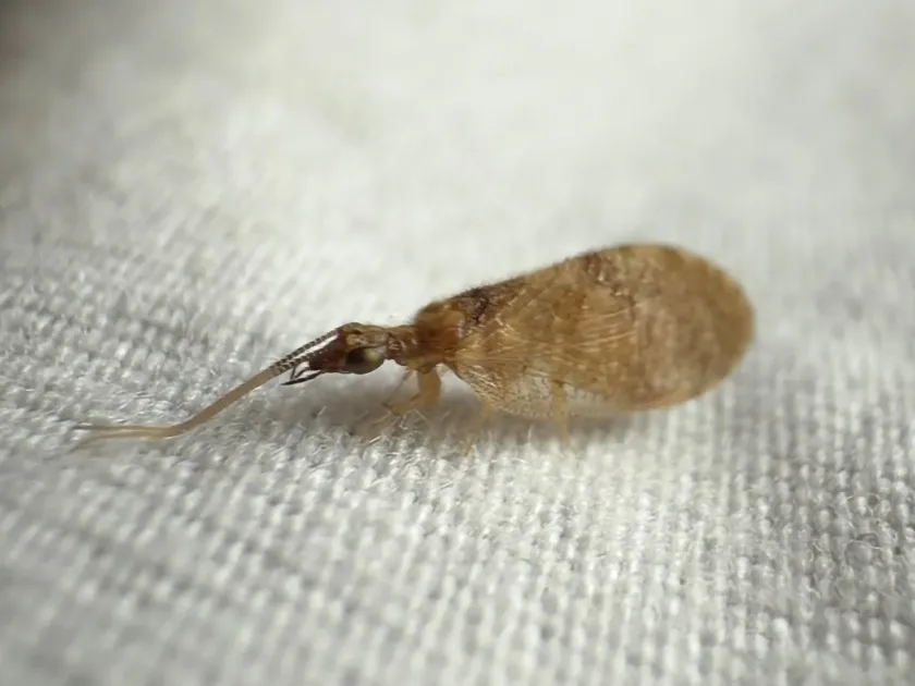 Sympherobius barberi