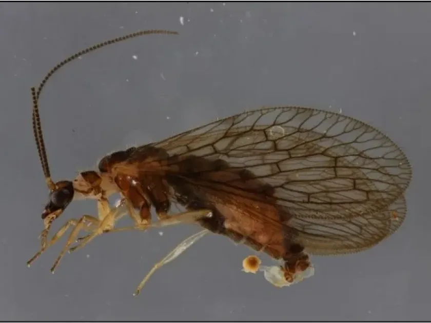 Sympherobius inconspicuus