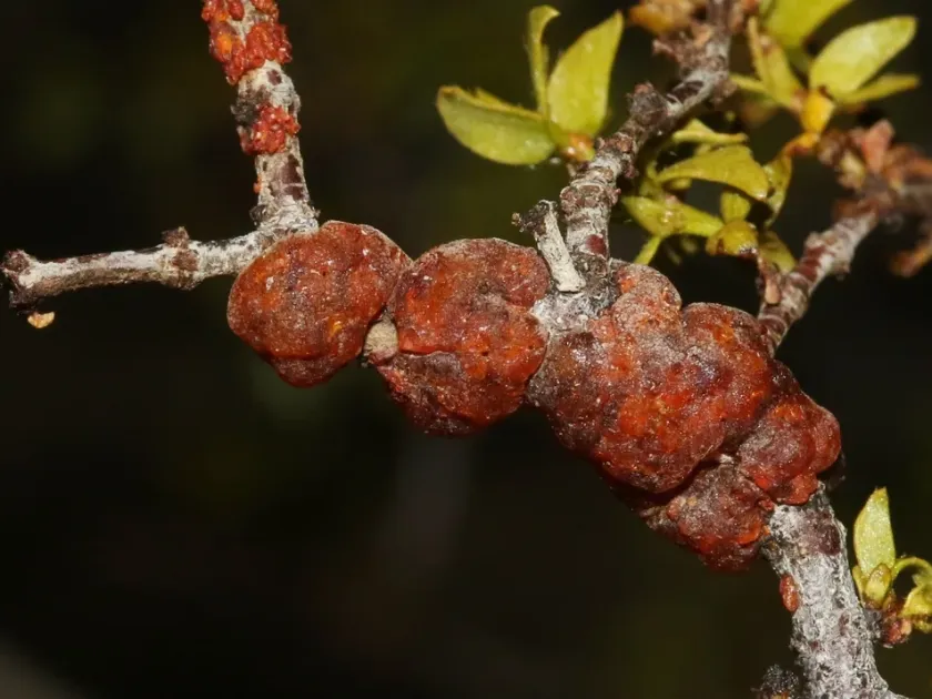 Tachardiella larreae