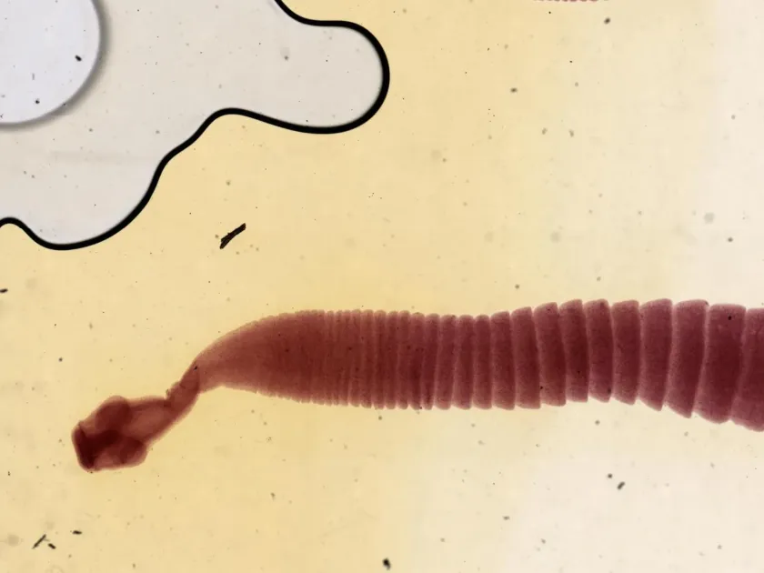 Taenia crassiceps