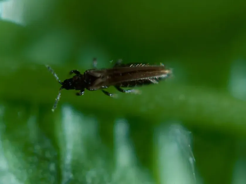 Pear thrips