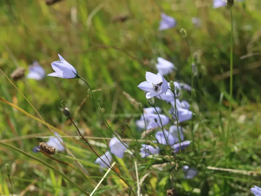 European flower thrips