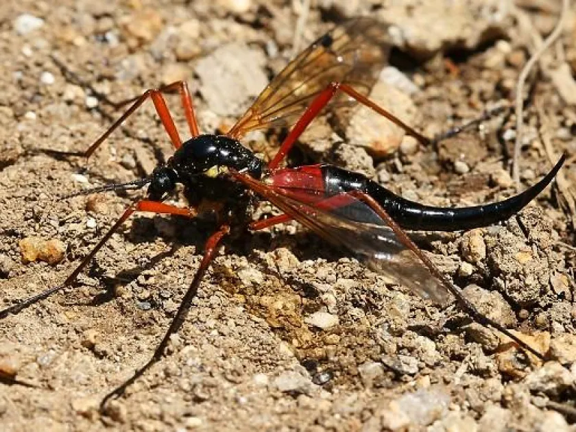 Tanyptera crane fly
