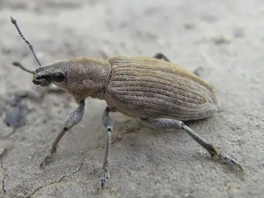 Beet leaf weevil