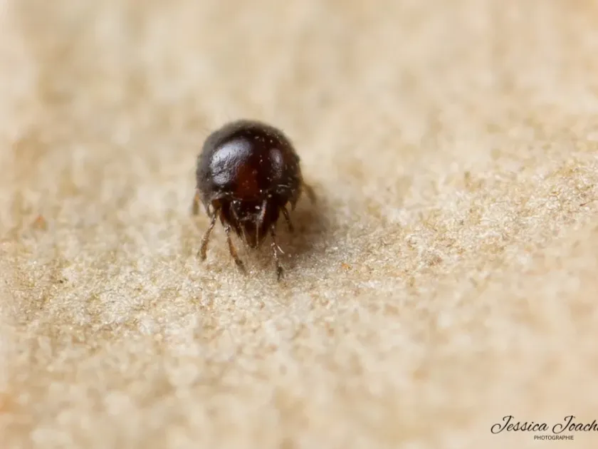 Armored mite Trichoribates