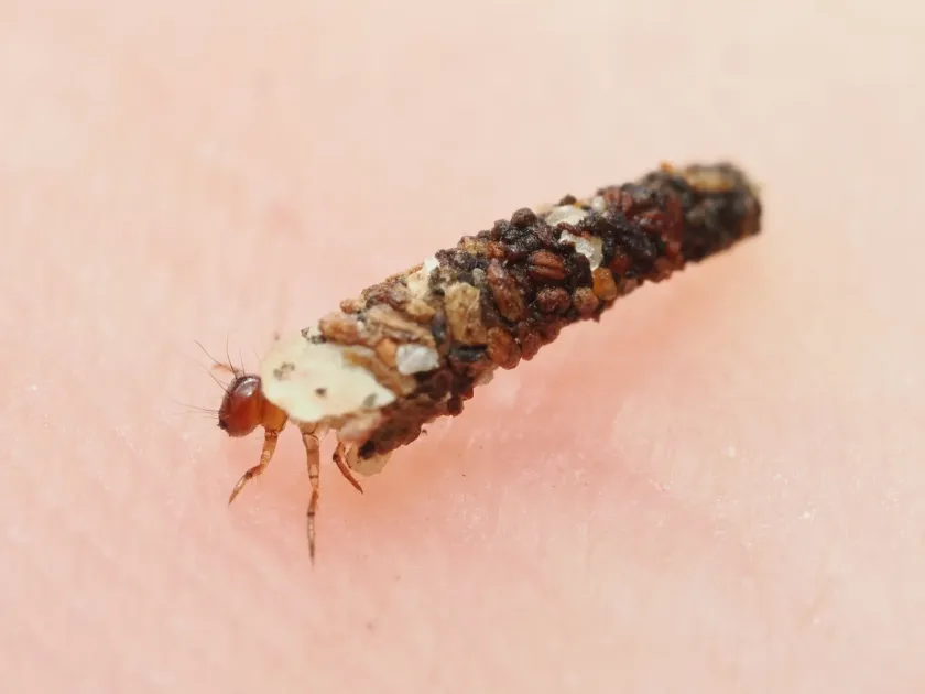 Caddisflies