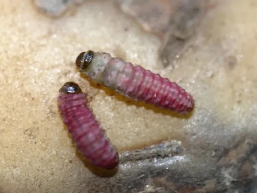 Guatemalan potato moth