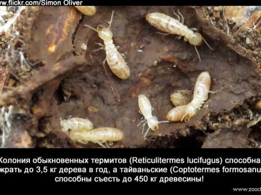 Common termite