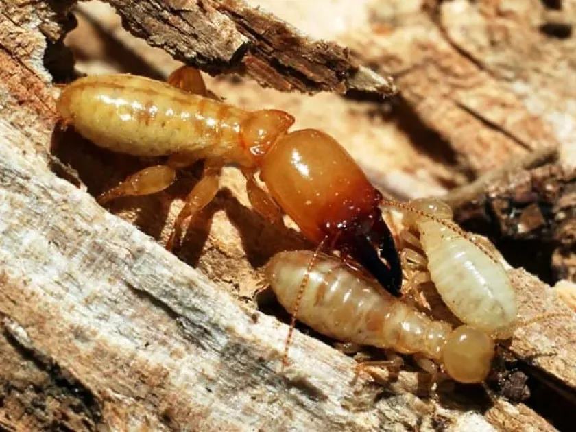 Formosan subterranean termite