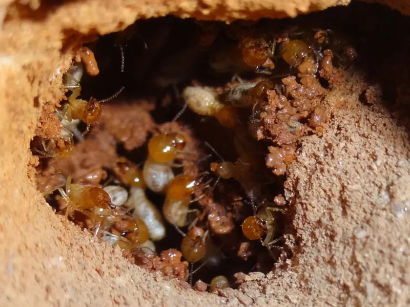 Common termite