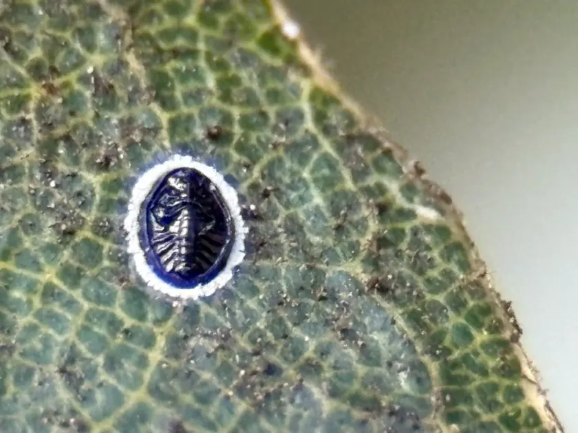 Tetraleurodes
