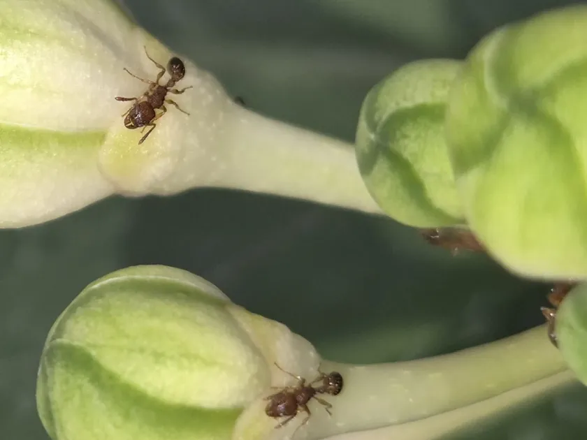 Bicarinate ant