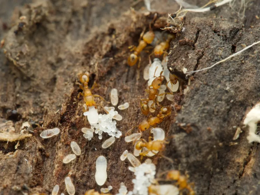 Tropical fire ant (common in greenhouses)